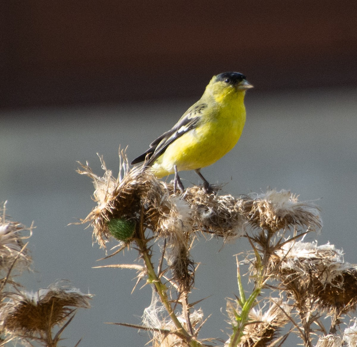 Lesser Goldfinch - ML611606021