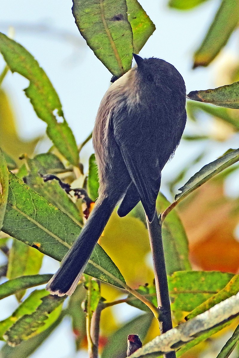 Bushtit - Peter Jungblut