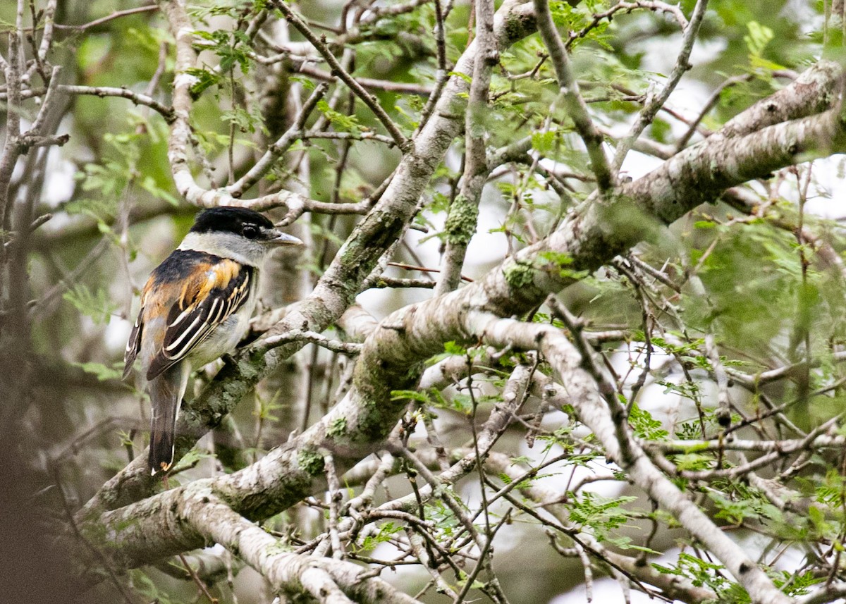 Gray-collared Becard - ML611606222