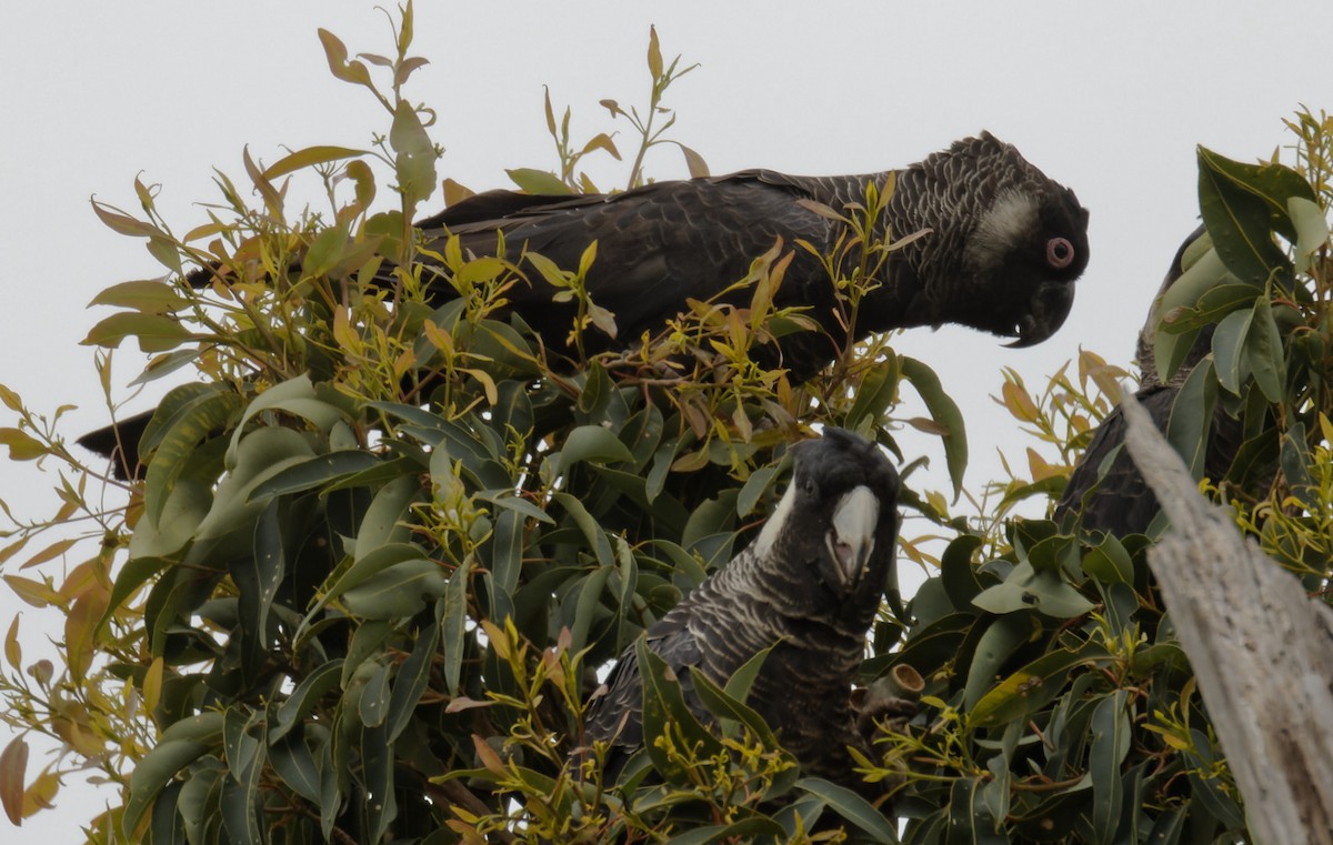 Baudin's Black-Cockatoo - ML611606261