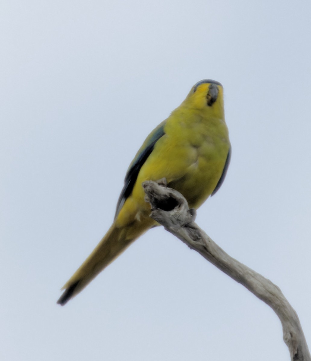 Elegant Parrot - ML611606267