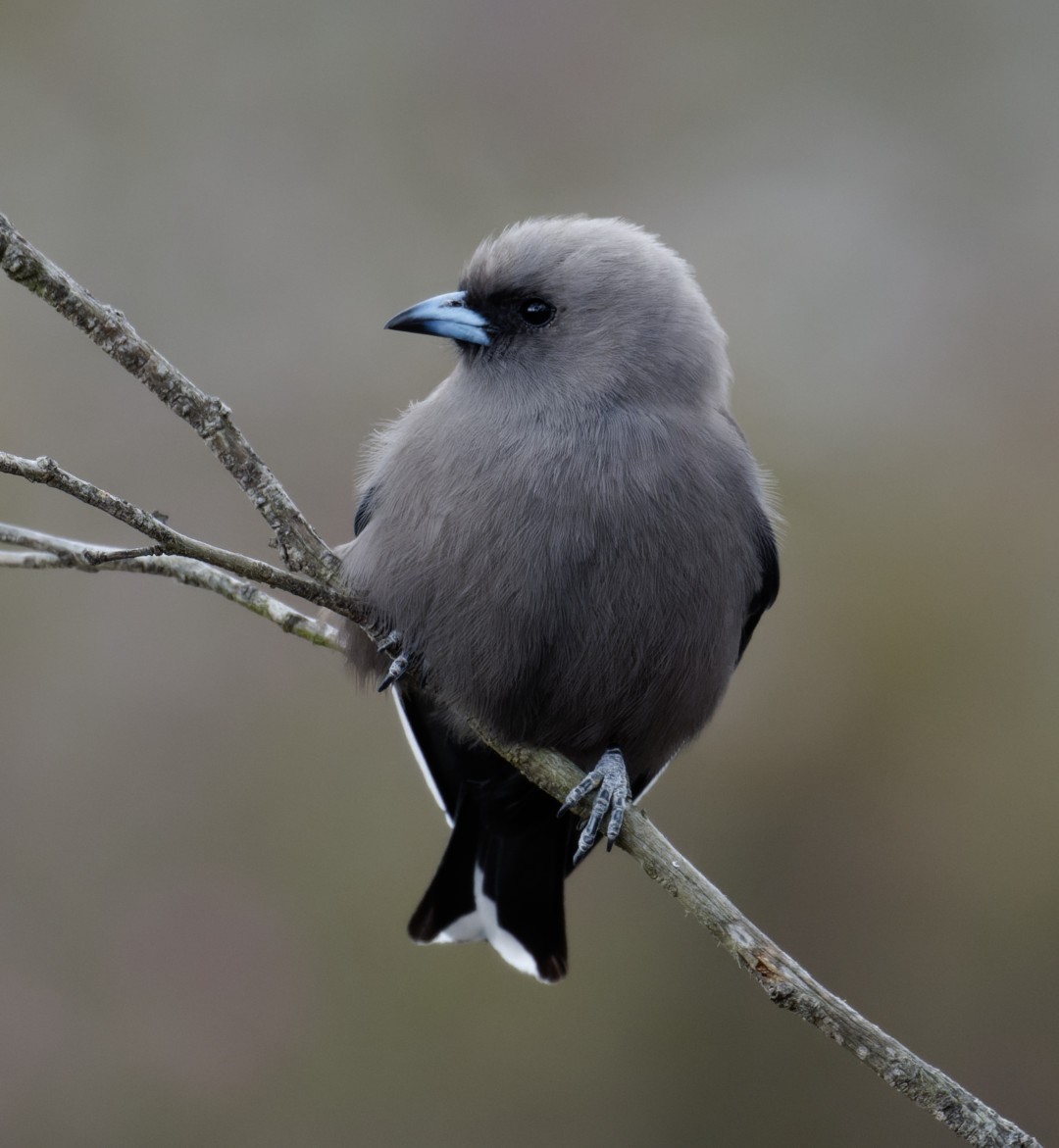Dusky Woodswallow - ML611606275