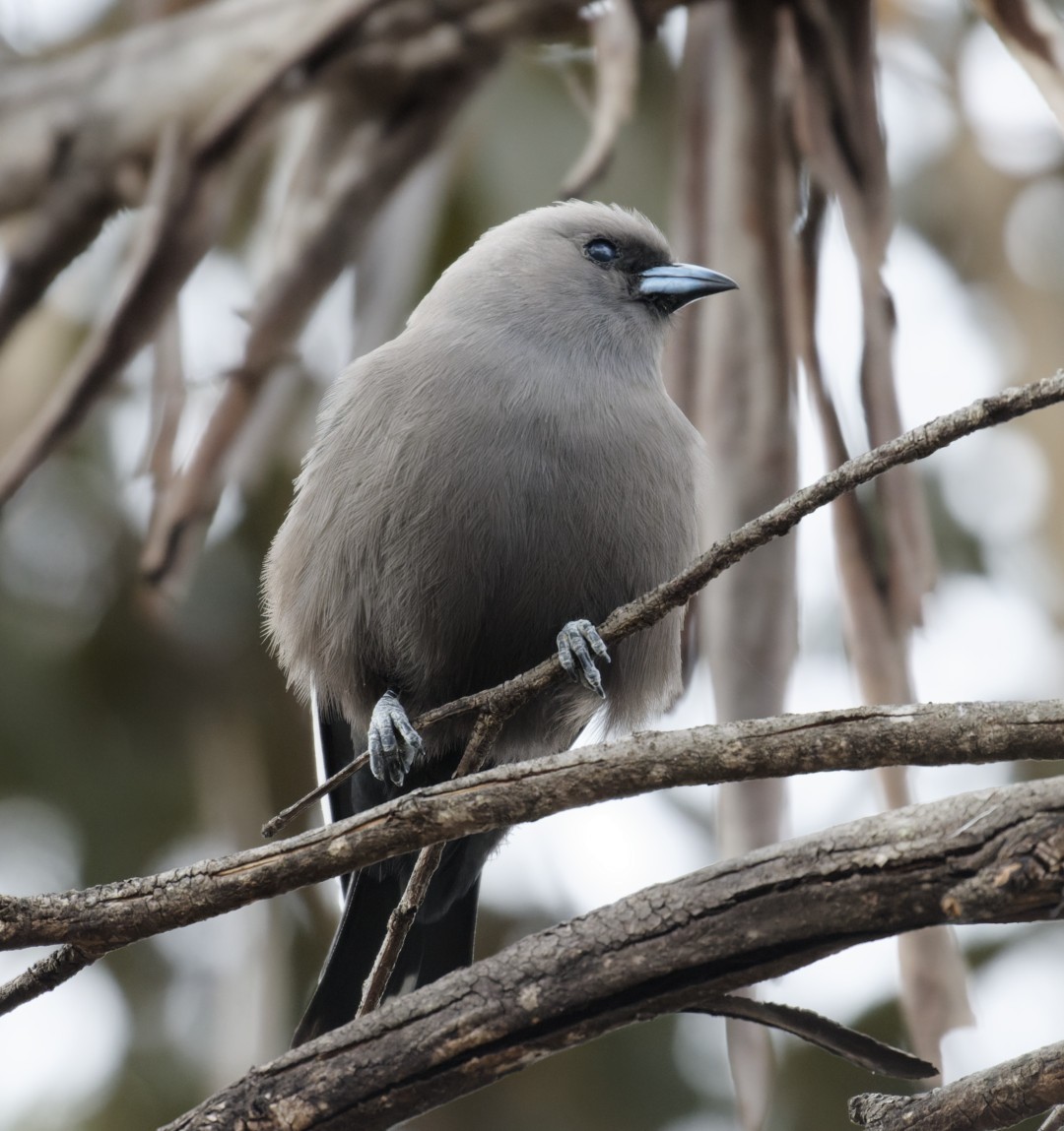 Dusky Woodswallow - ML611606276