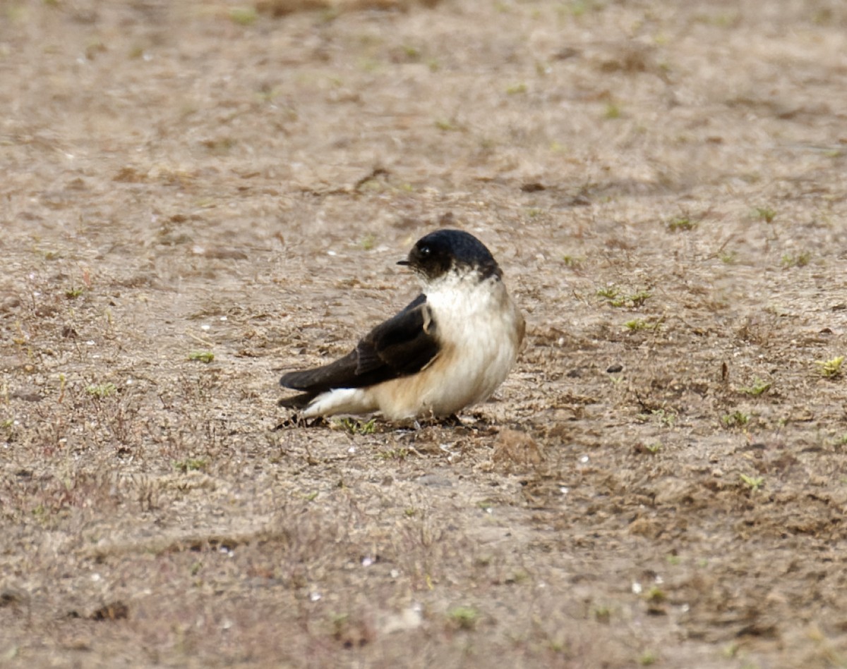 Tree Martin - ML611606279
