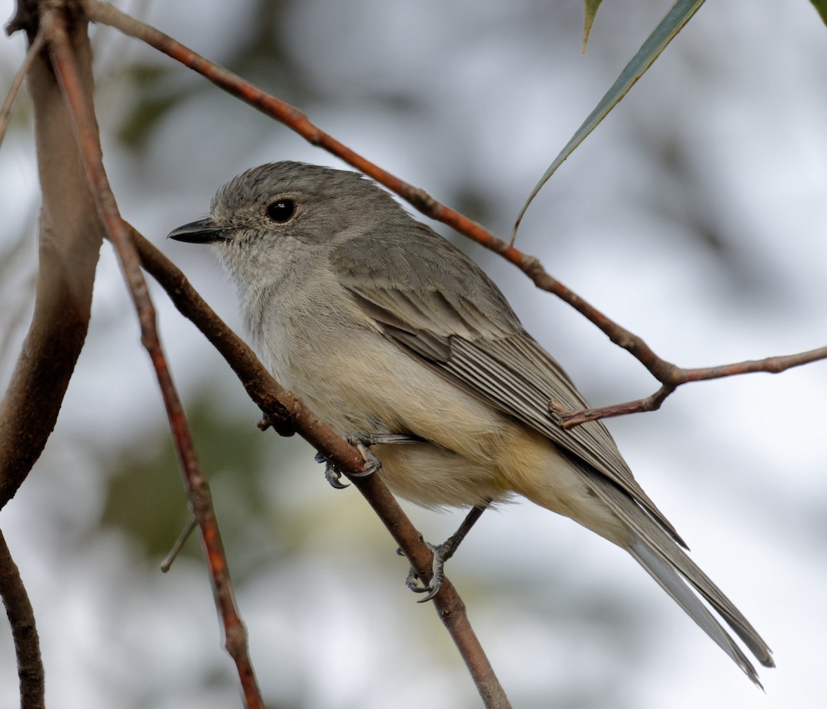 Golden Whistler (Western) - ML611606289