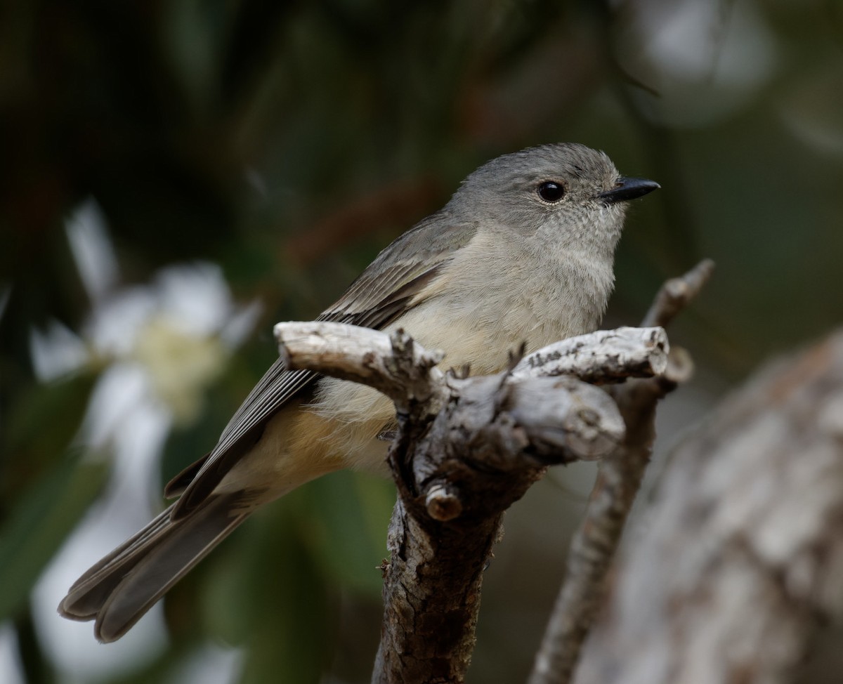 Golden Whistler (Western) - ML611606290