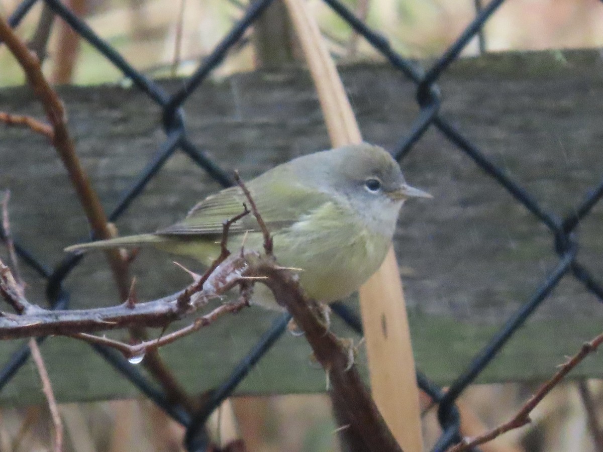 Orange-crowned Warbler - ML611606301