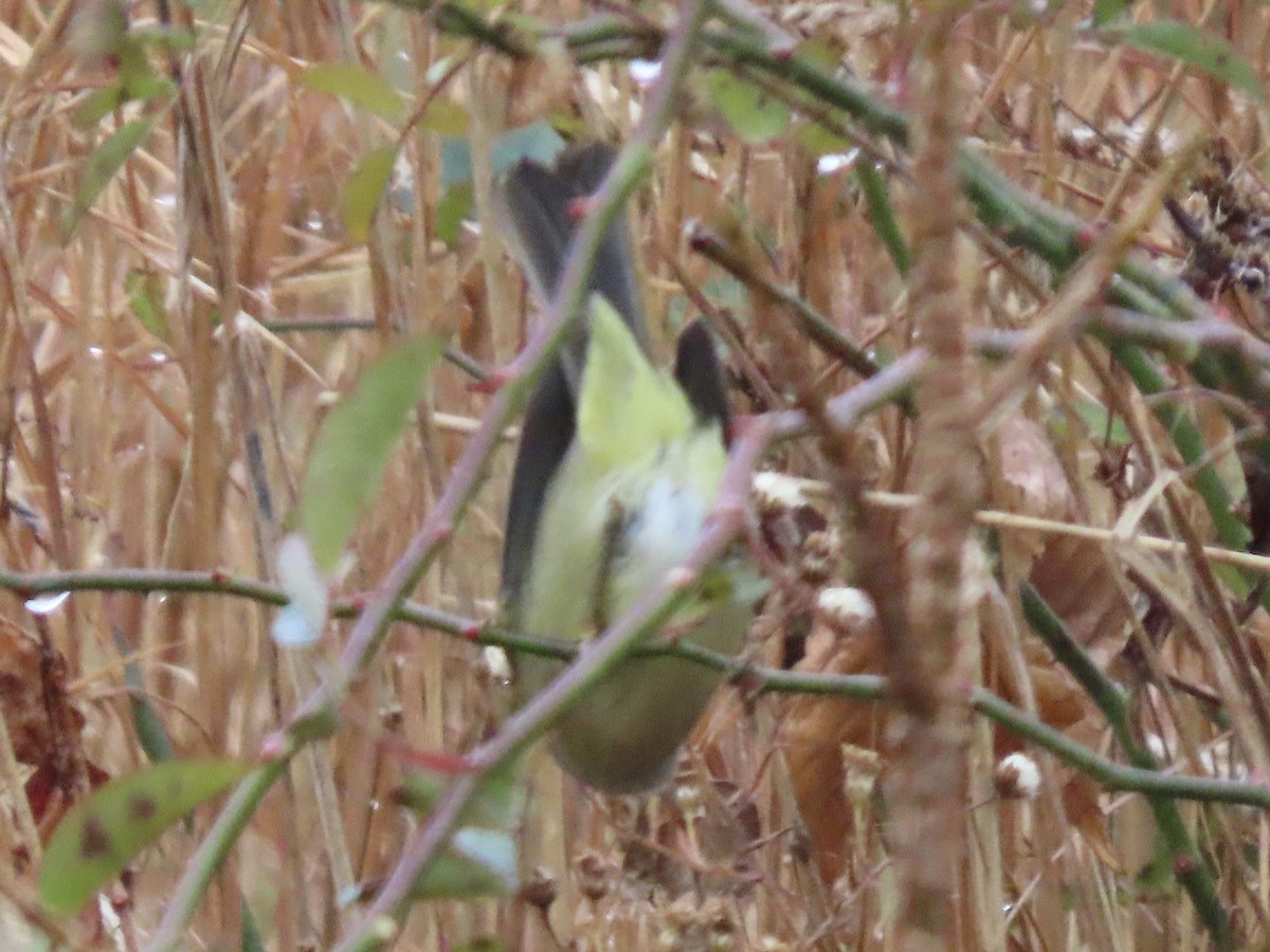 Orange-crowned Warbler - ML611606312