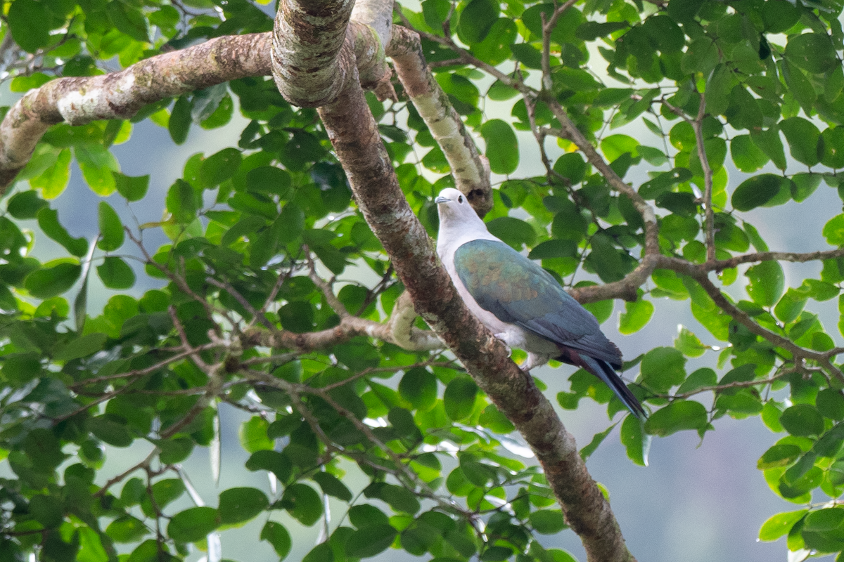 Green Imperial-Pigeon - Doug Whitman