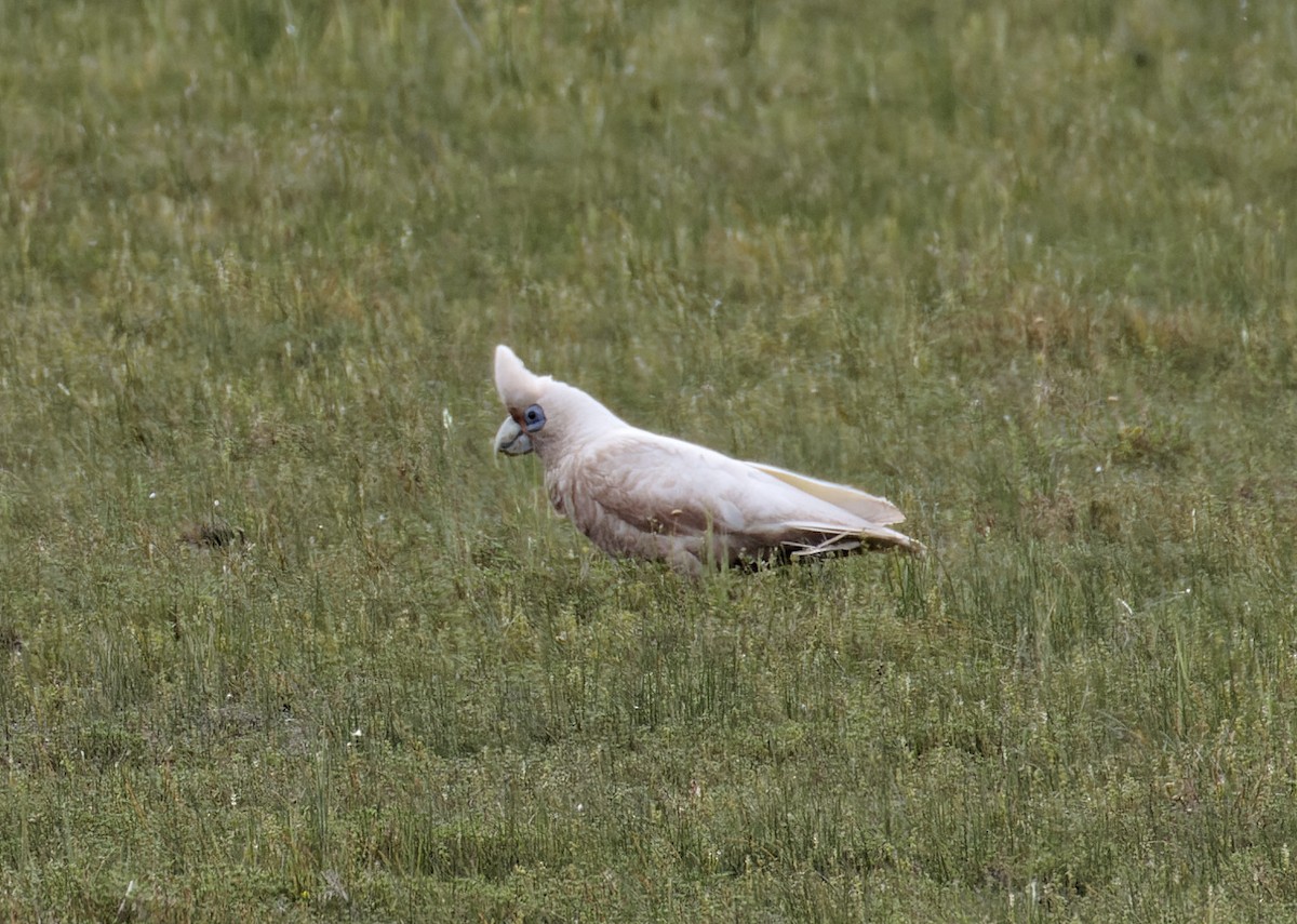 Western Corella - ML611606395