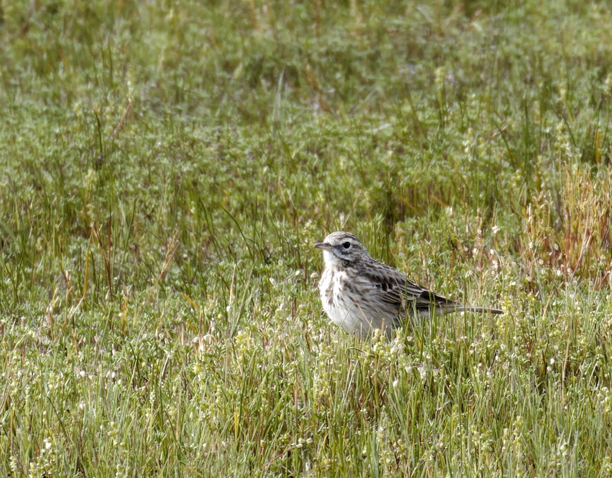 Australian Pipit - ML611606397