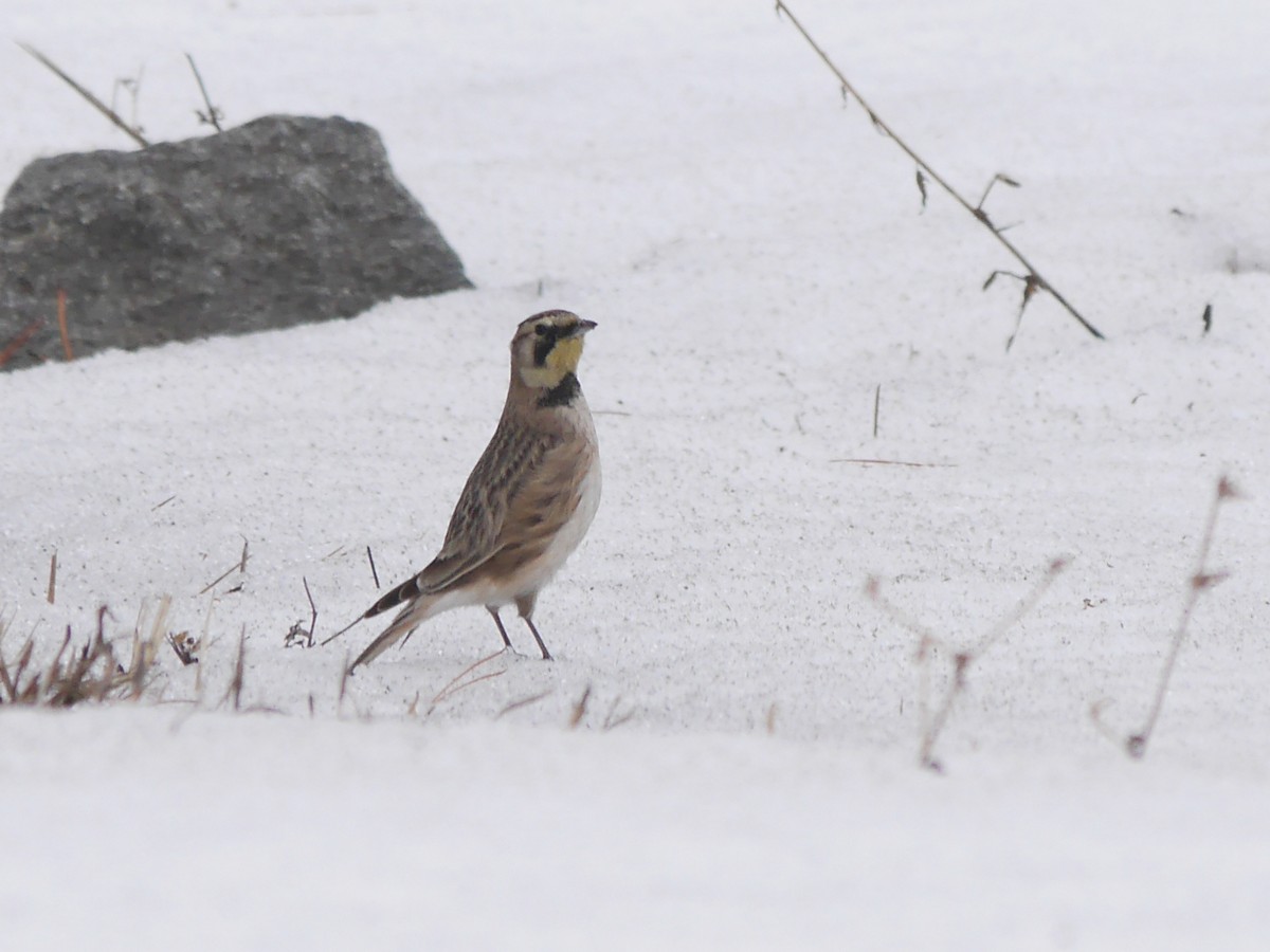 Horned Lark - ML611606420