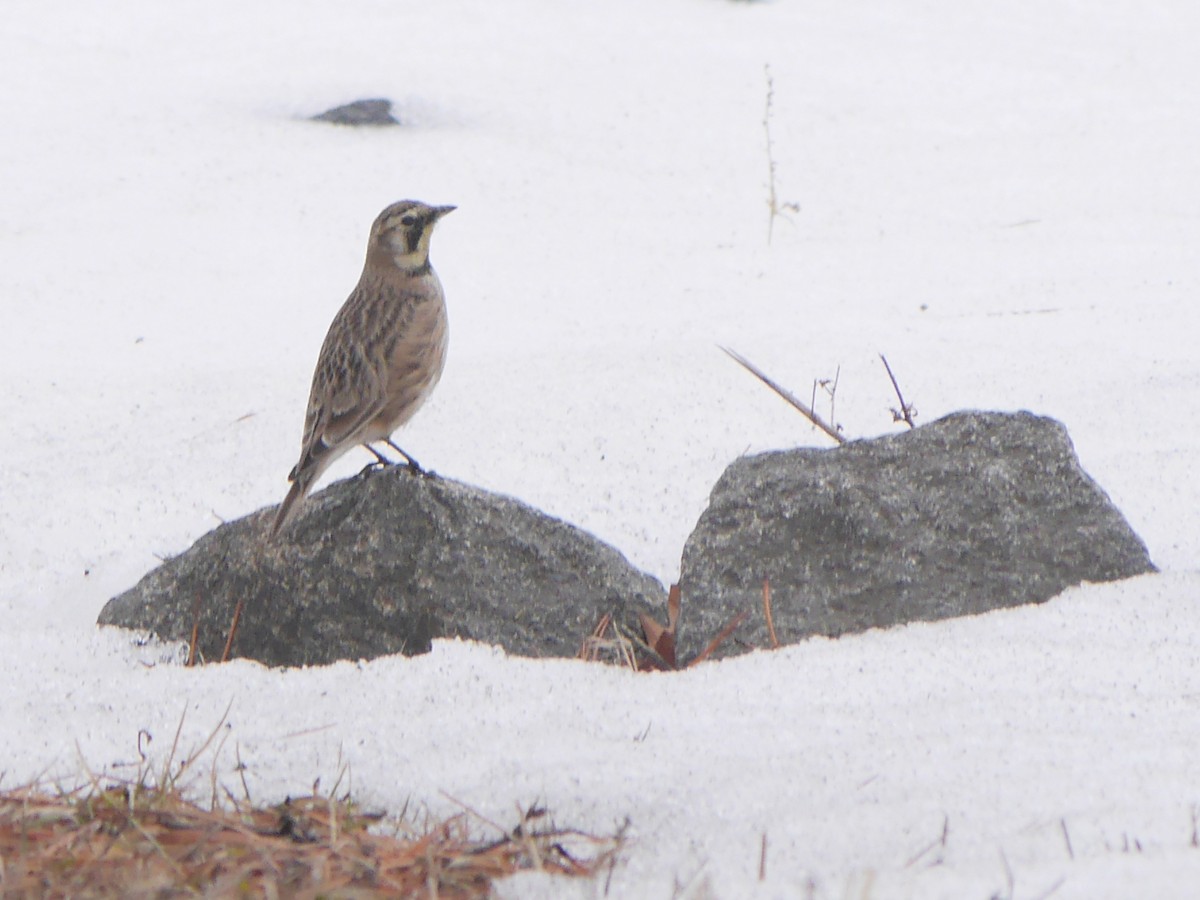 Horned Lark - ML611606421