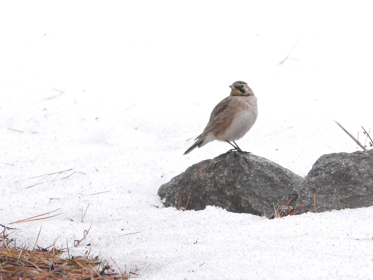 Horned Lark - ML611606422