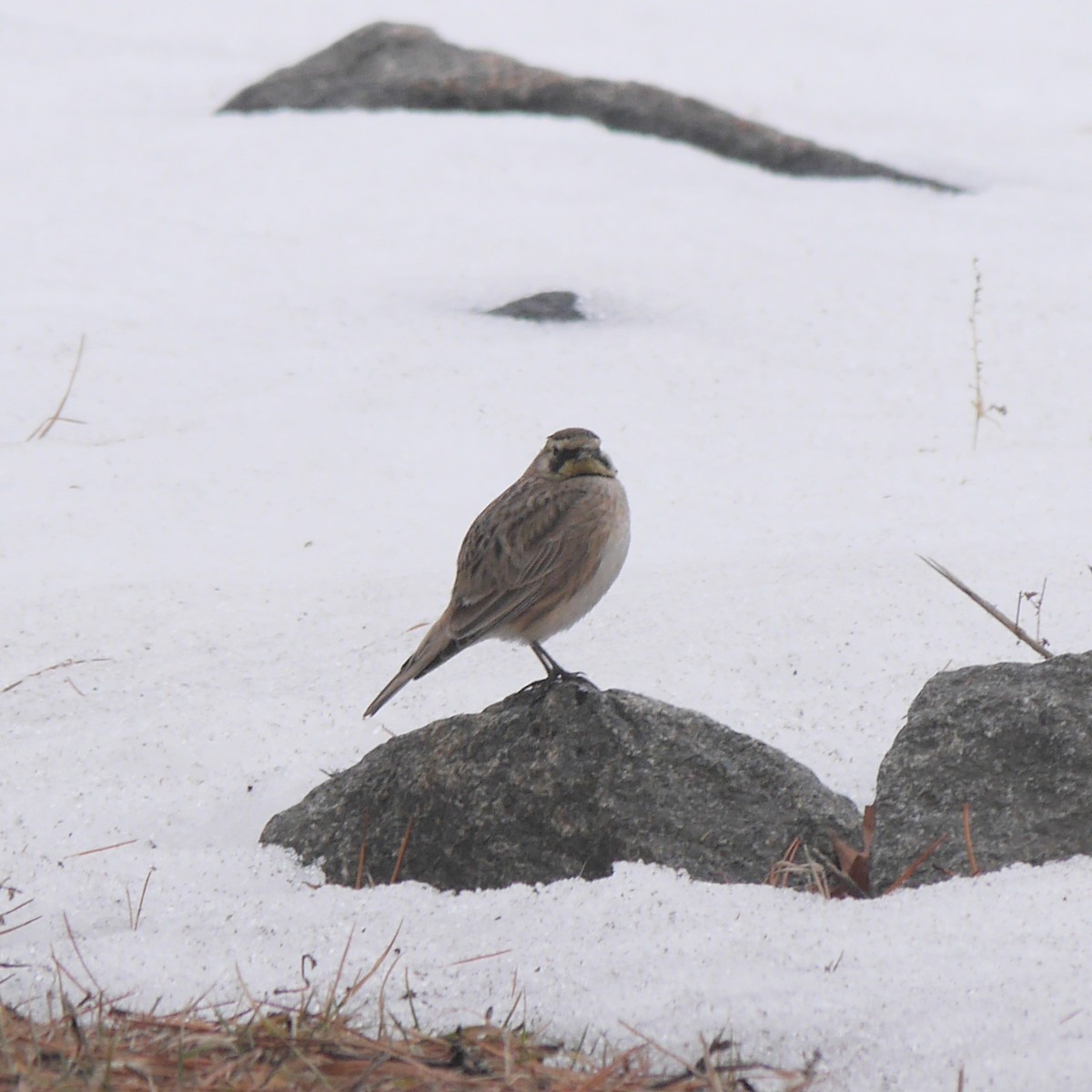 Horned Lark - ML611606423