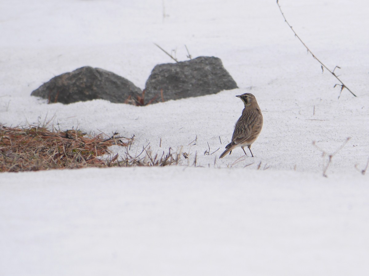 Horned Lark - ML611606424