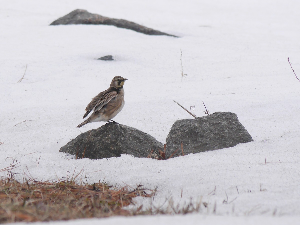 Horned Lark - ML611606425