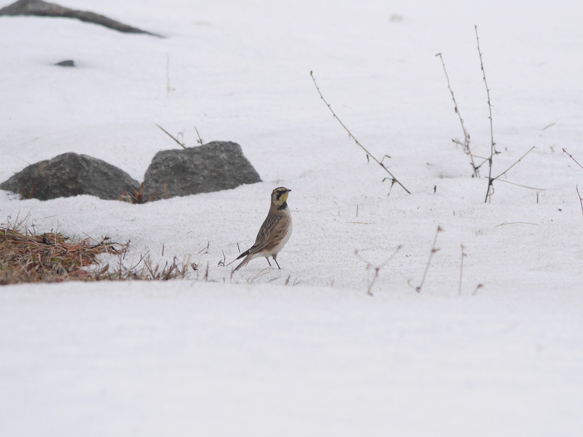 Horned Lark - ML611606430