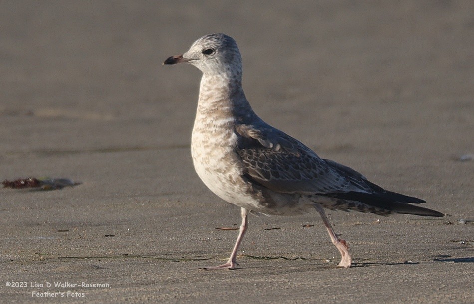 Short-billed Gull - ML611606454