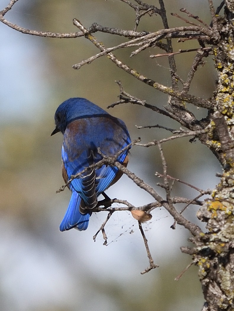 Western Bluebird - ML611606470