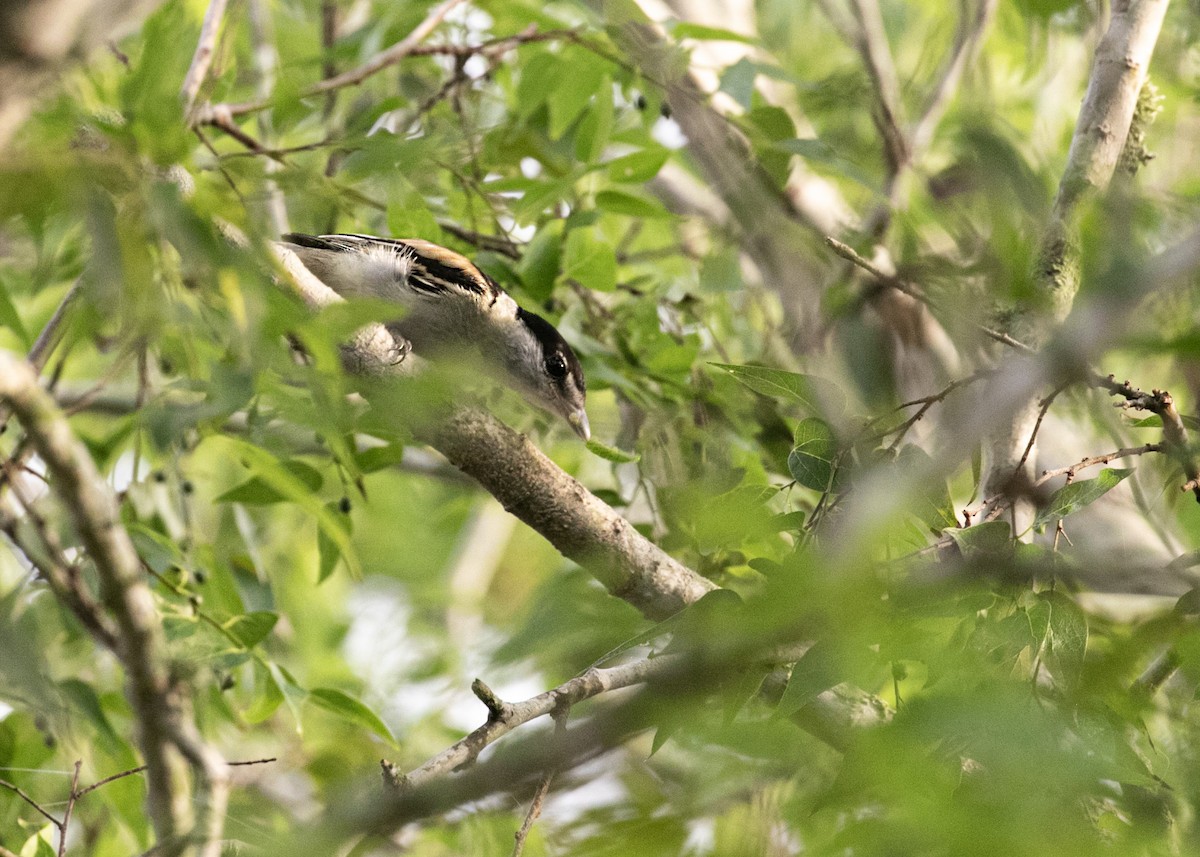 Gray-collared Becard - ML611606471