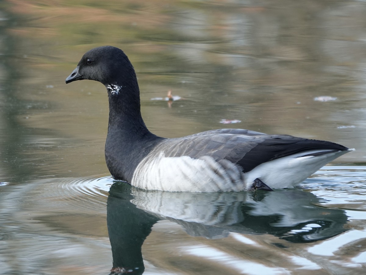 Brant - ML611606484