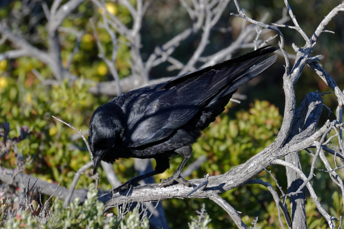 Australian Raven - ML611606488