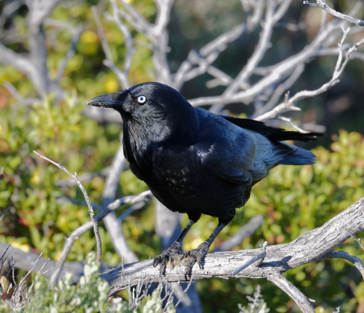 Australian Raven - ML611606489
