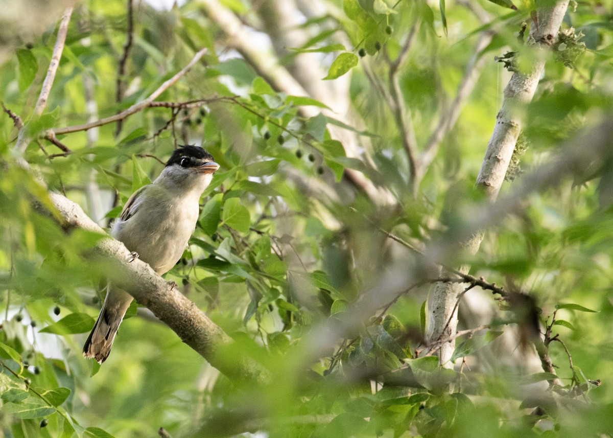 Gray-collared Becard - ML611606570
