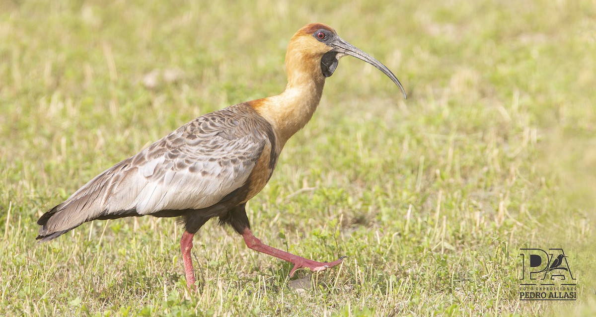 Ibis à face noire - ML611606631