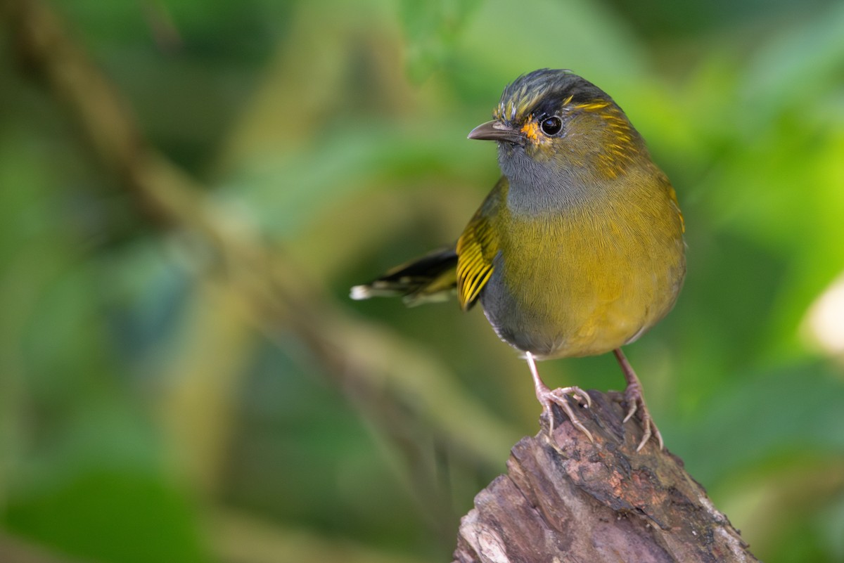 Taiwan Liocichla - ML611606658