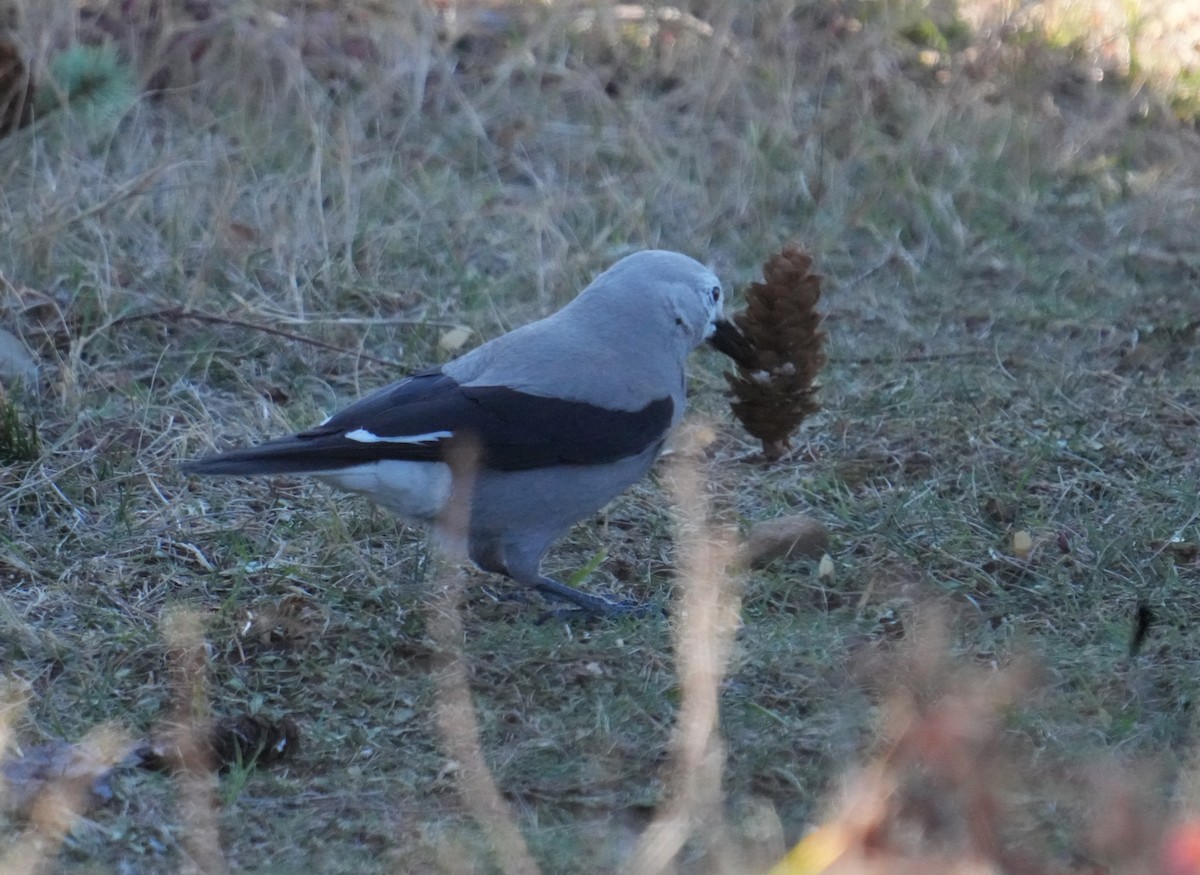 Clark's Nutcracker - ML611606680