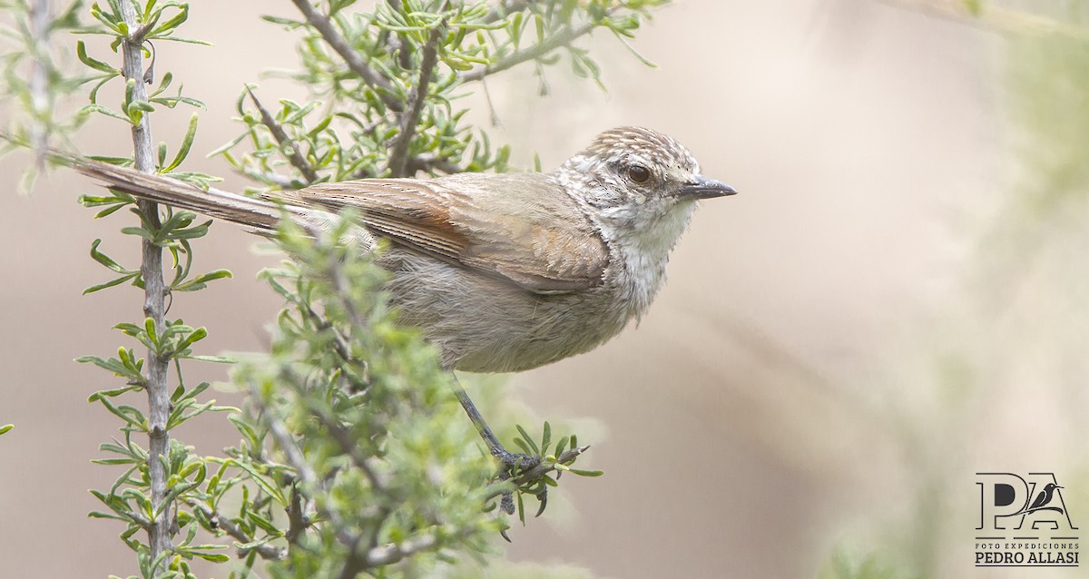 Plain-mantled Tit-Spinetail - Pedro Allasi Condo - COAP - COLLAGUA BIRDER