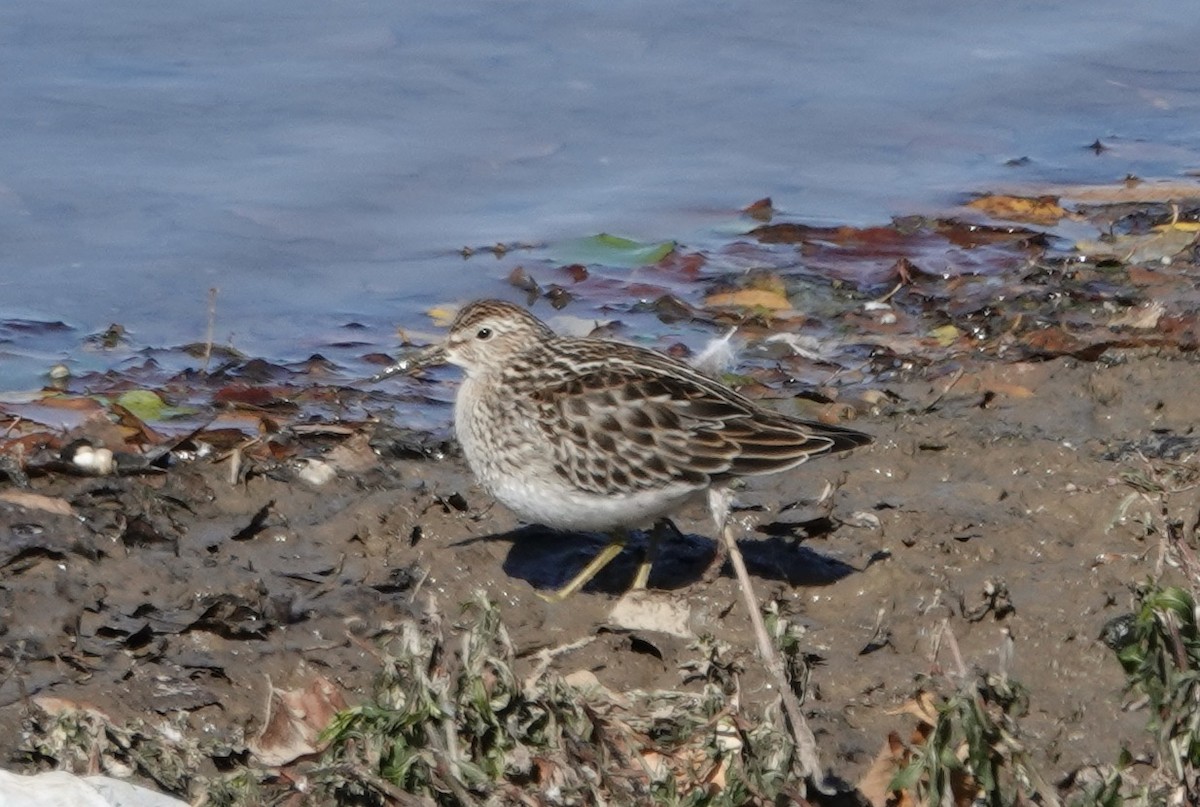 Pectoral Sandpiper - ML611606793