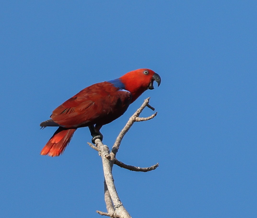 Papuan Eclectus - ML611606835