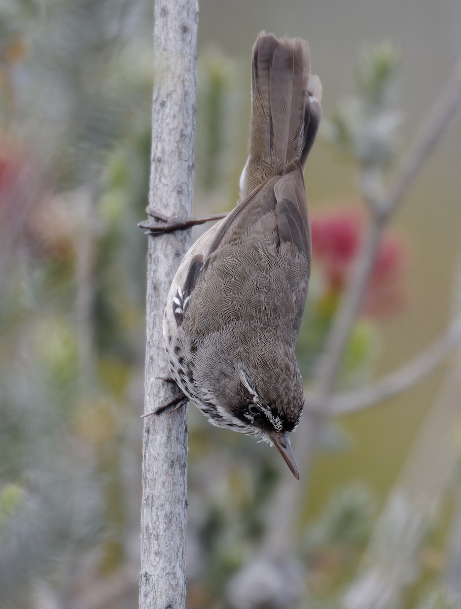 Fleckensericornis - ML611606838