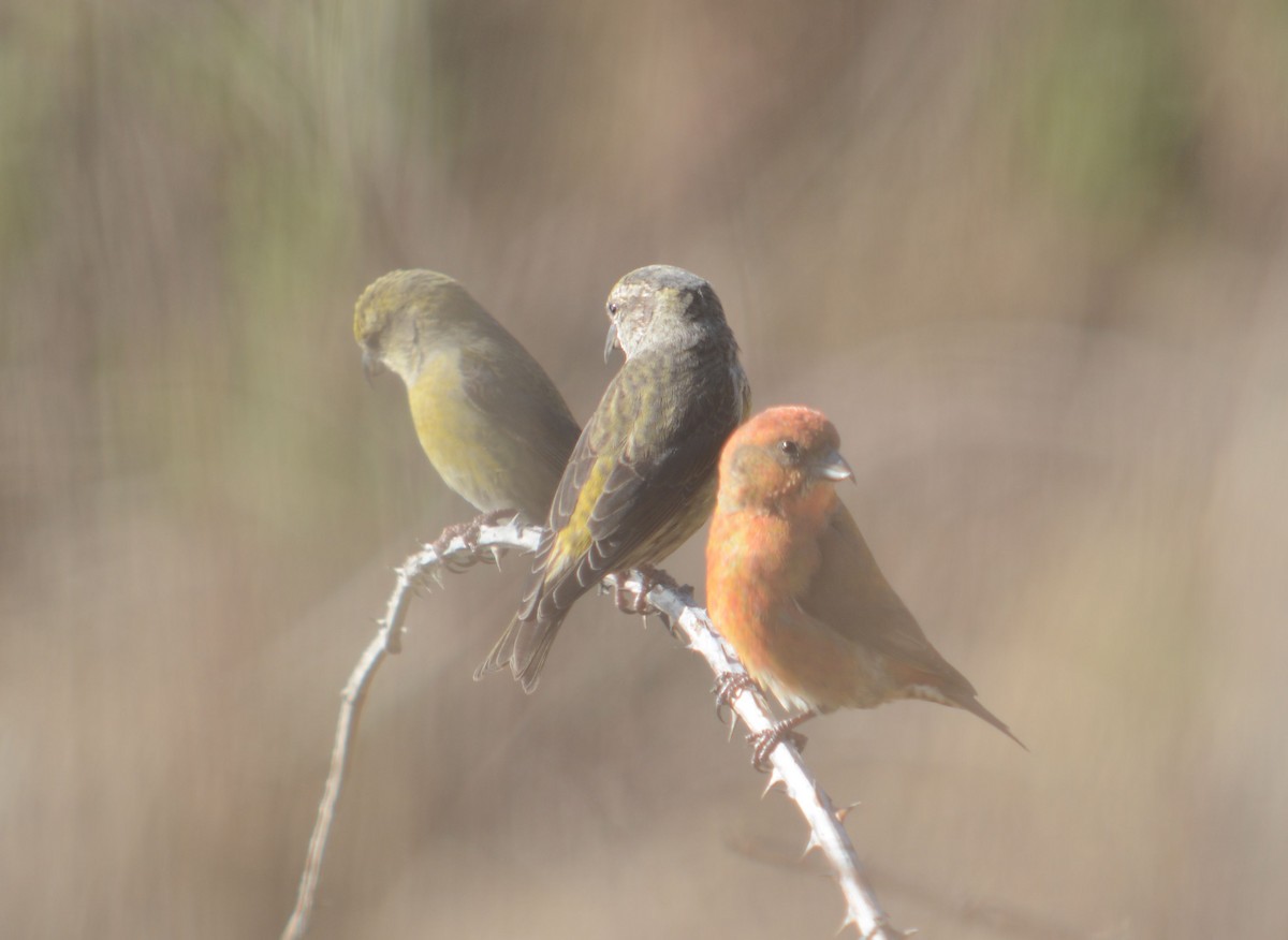 Red Crossbill - ML611606839