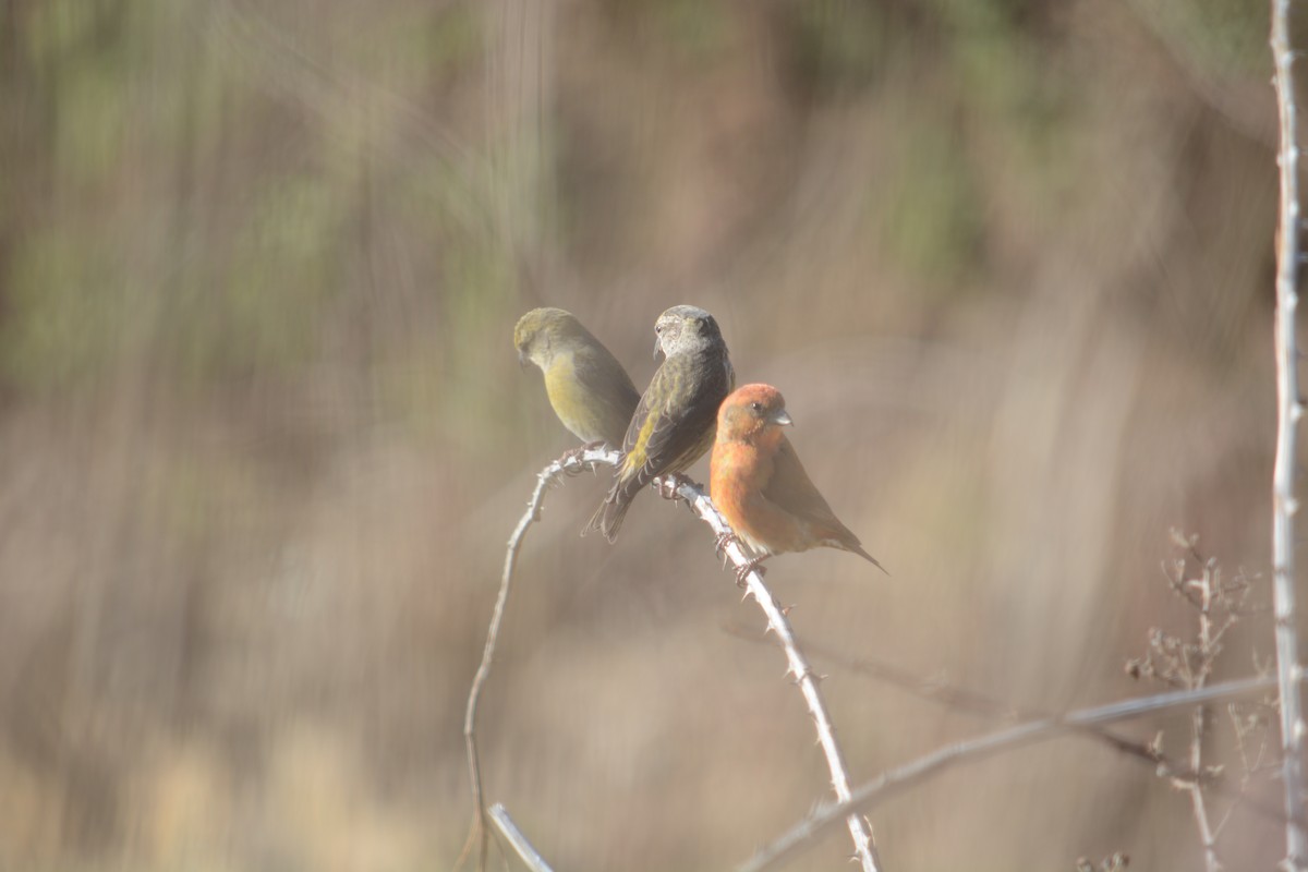 Red Crossbill - ML611606863