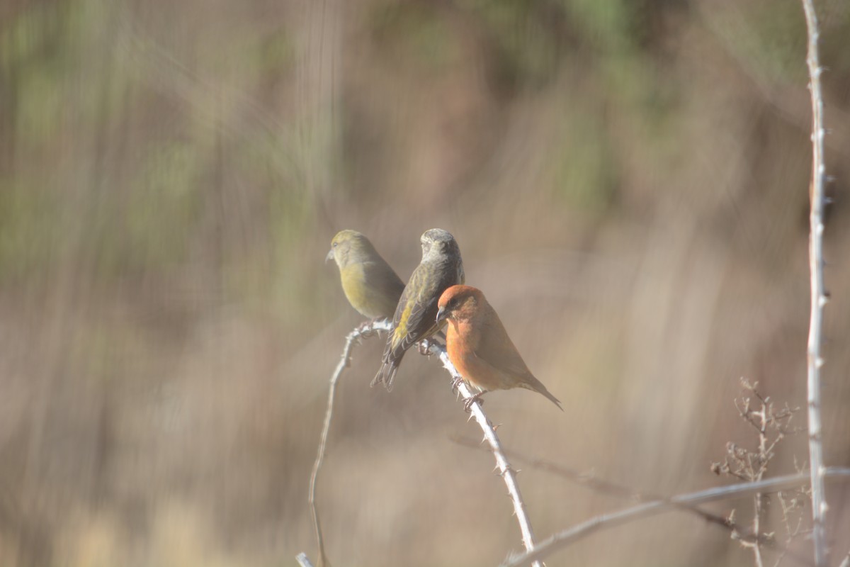 Red Crossbill - ML611606864