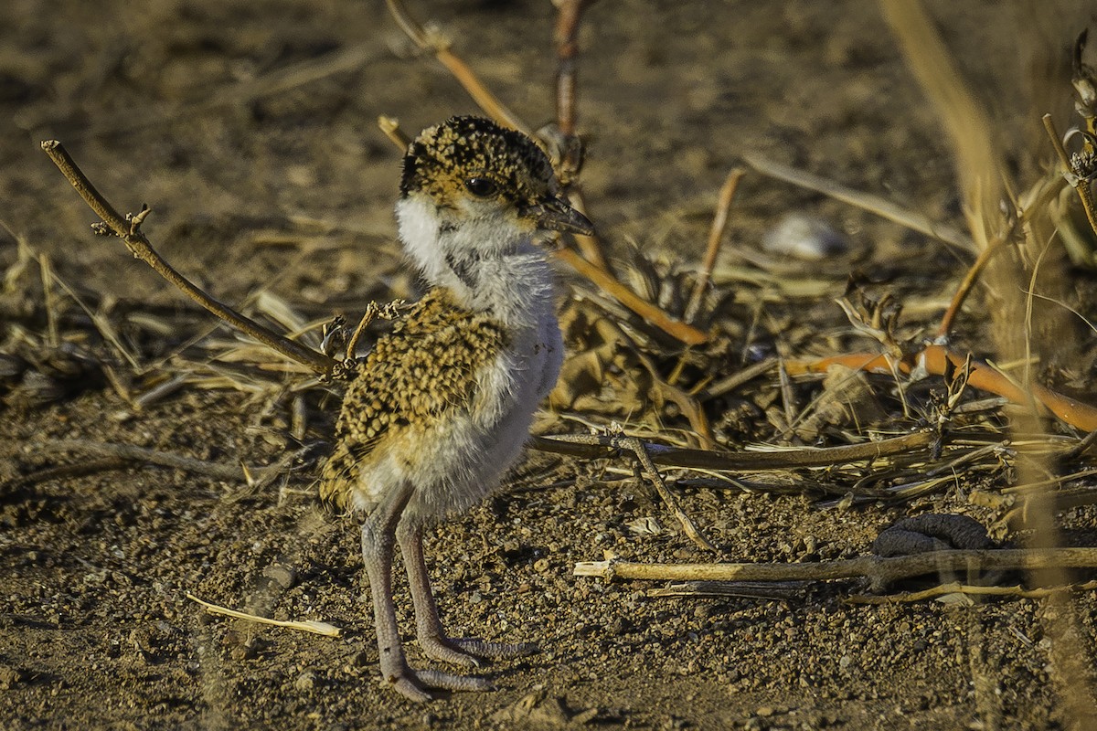 Black-headed Lapwing - ML611606995