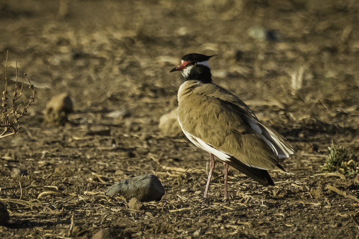 Black-headed Lapwing - David Bishop