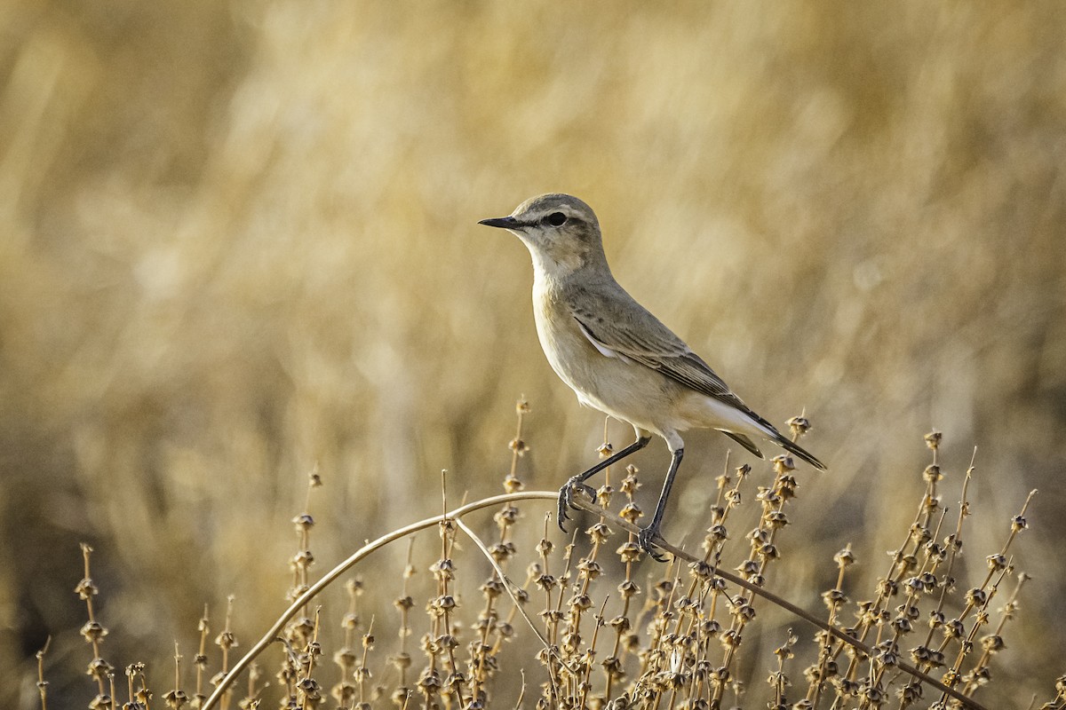 Isabelline Wheatear - David Bishop