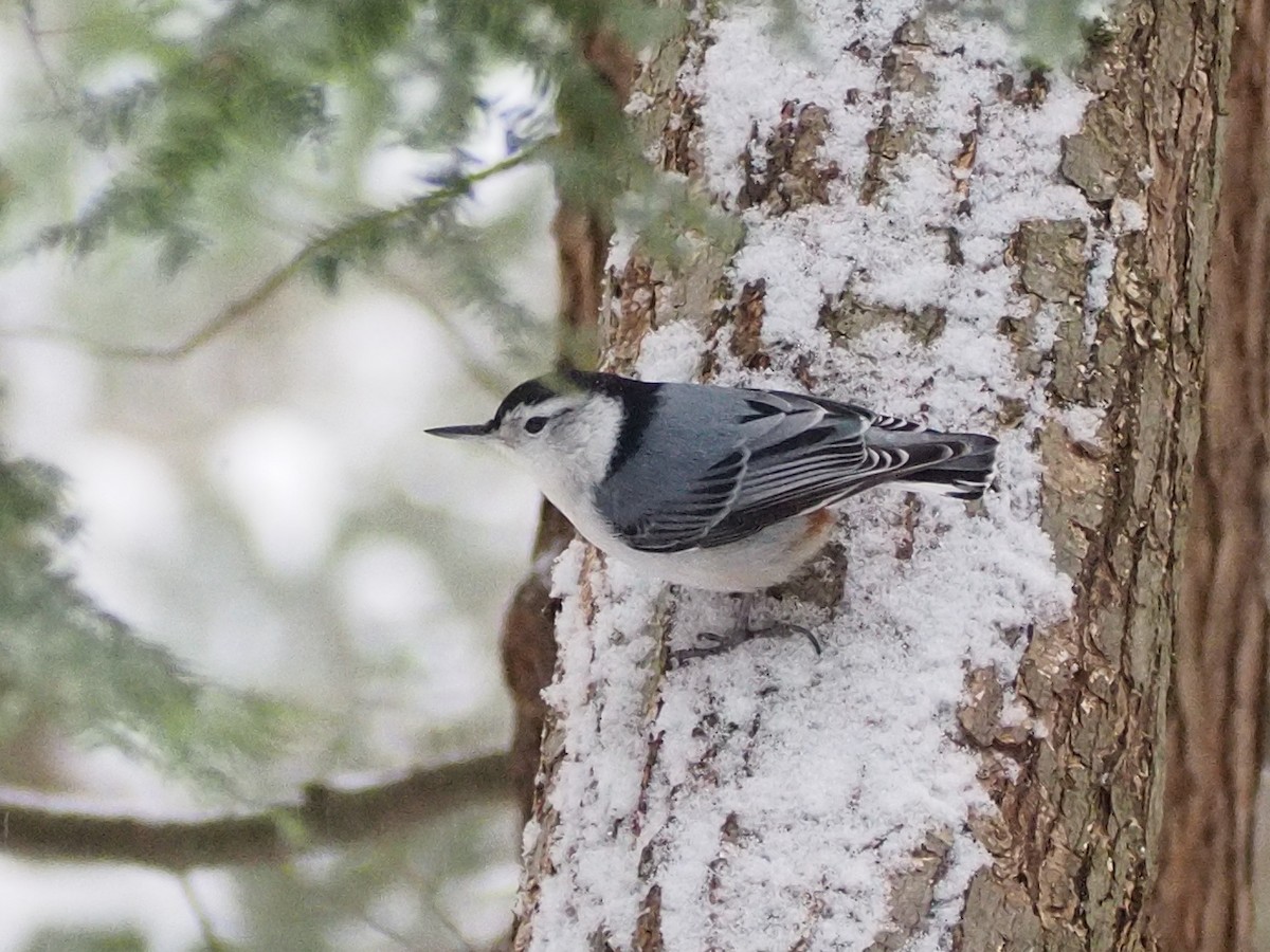 White-breasted Nuthatch - ML611607031