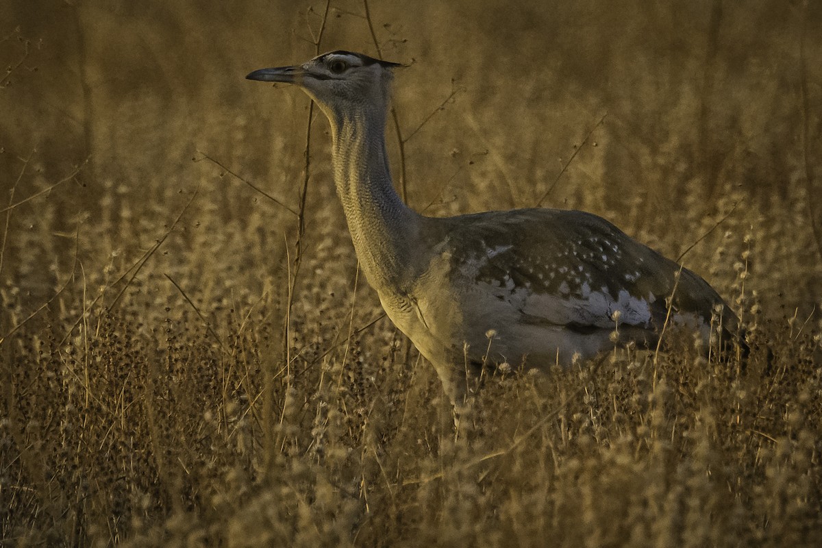 Arabian Bustard - David Bishop