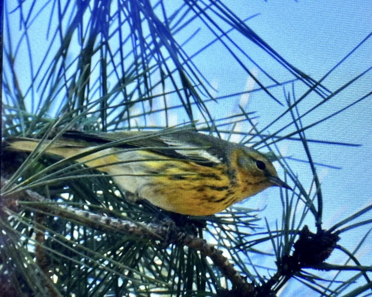 Cape May Warbler - ML611607054