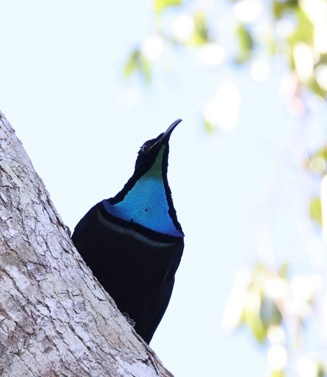 Magnificent Riflebird - ML611607098