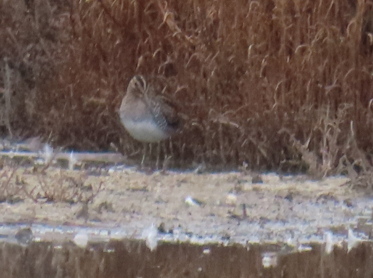 Wilson's Snipe - ML611607114