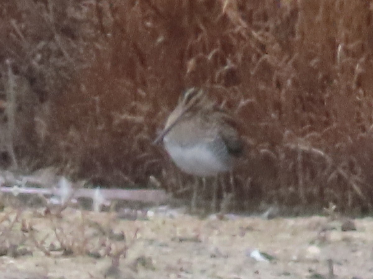 Wilson's Snipe - ML611607137