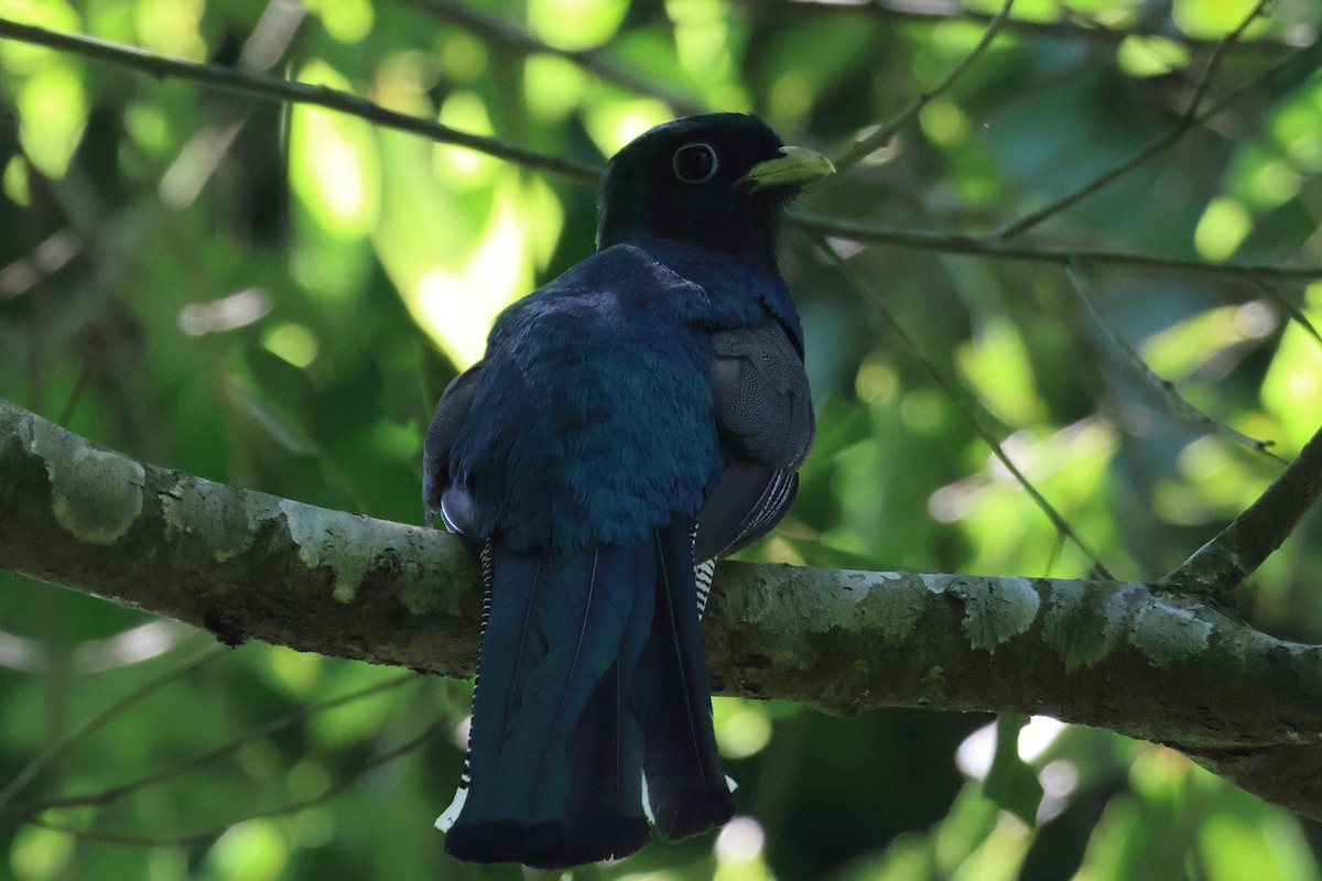 Atlantic Black-throated Trogon - Sam Darmstadt