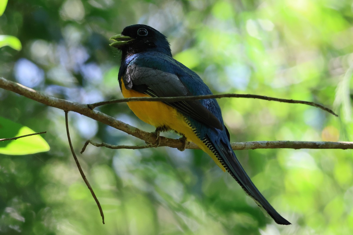 Atlantic Black-throated Trogon - Sam Darmstadt